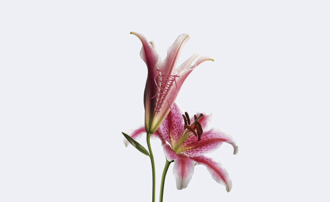 Обои картинки фото разное, компьютерный, дизайн, лилии, шнуровка