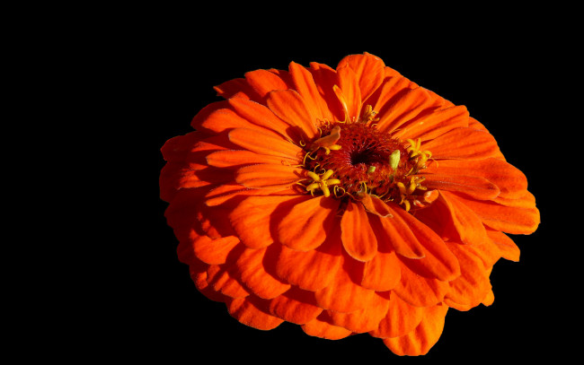 Обои картинки фото цветы, цинния, красный, тёмный