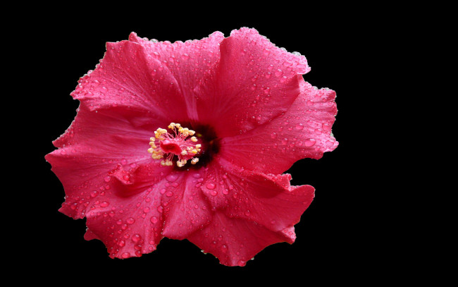 Обои картинки фото цветы, гибискусы, капли, тёмный, красный