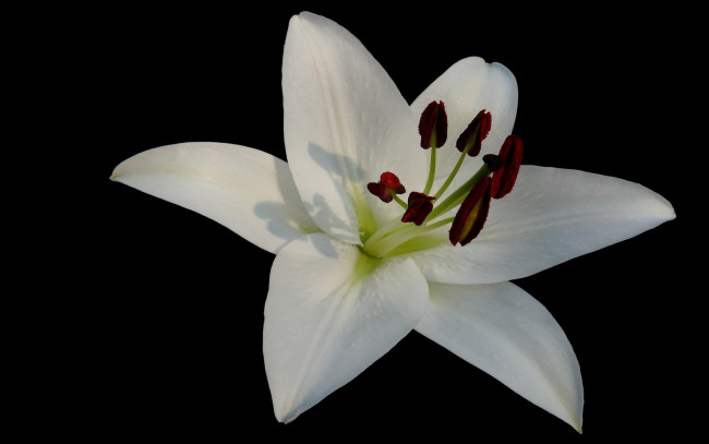 Обои картинки фото цветы, лилии, лилейники, лепестки, тёмный