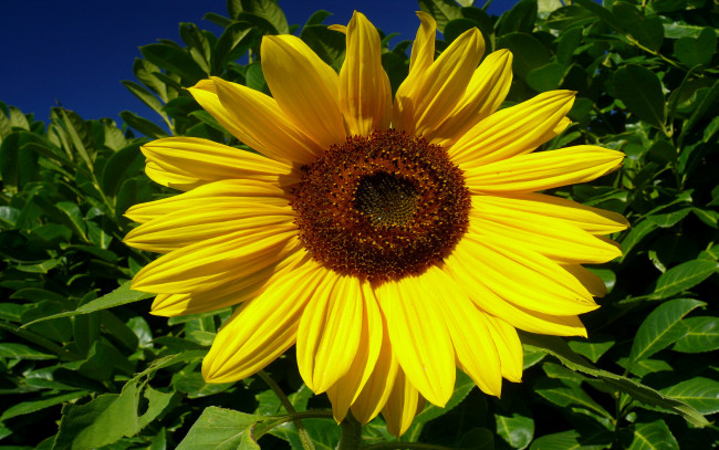 Обои картинки фото цветы, подсолнухи, лето, листья, жёлтые, лепестки