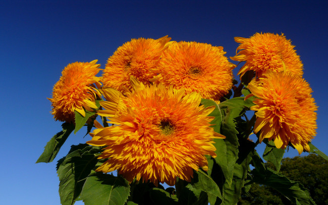 Обои картинки фото цветы, подсолнухи, много, бутоны