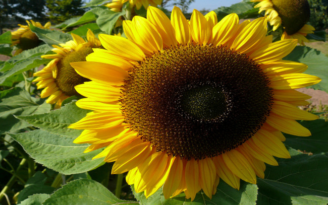 Обои картинки фото цветы, подсолнухи, жёлтый