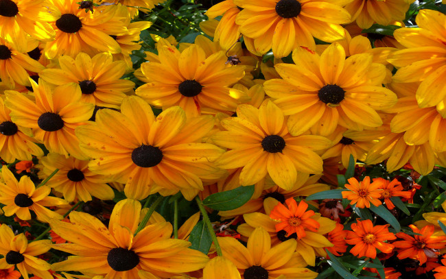 Обои картинки фото цветы, рудбекия, лепестки, много