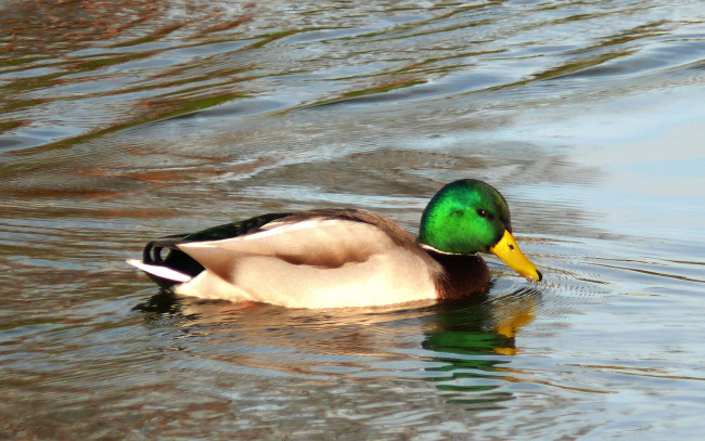 Обои картинки фото животные, утки, вода, водные, процедуры