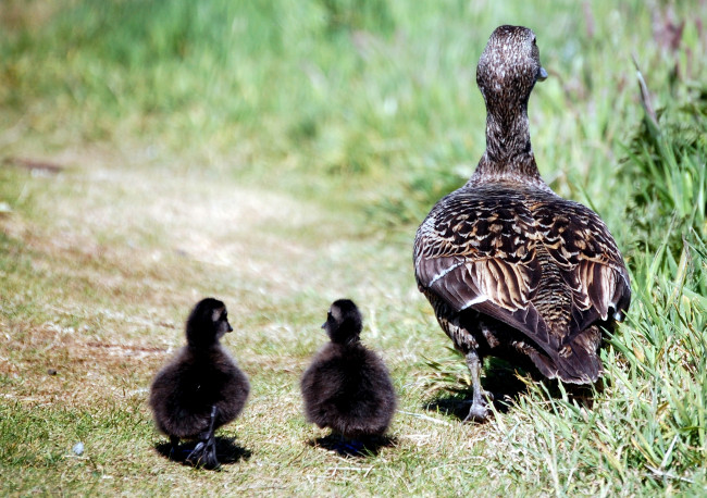 Обои картинки фото животные, утки, прогулка, мама, малыши