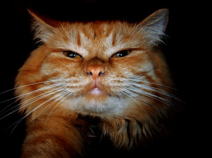 Картинка cat животные коты