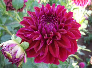 Картинка цветы георгины