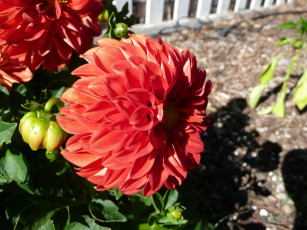 Картинка цветы георгины