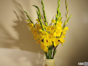 Картинка цветы гладиолусы букет