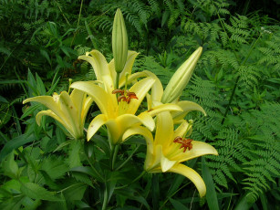 обоя цветы, лилии, лилейники