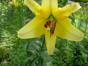 Картинка цветы лилии лилейники