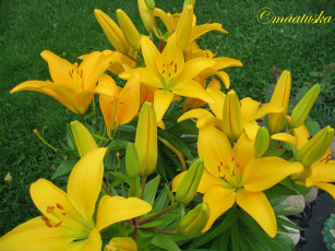 Картинка цветы лилии лилейники