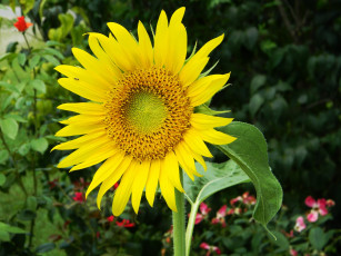 Картинка цветы подсолнухи подсолнух