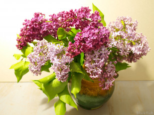 Картинка цветы сирень