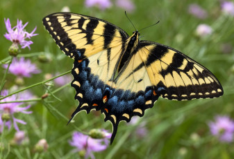 Картинка животные бабочки крылья