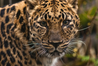 Картинка животные леопарды портрет морда