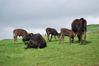 Картинка животные коровы буйволы корова луг