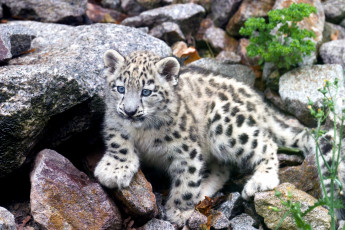 Картинка животные снежный барс ирбис малыш