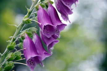 Картинка цветы дигиталис наперстянка колокольчики розовый