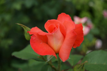 Картинка цветы розы зеленый фон цветок