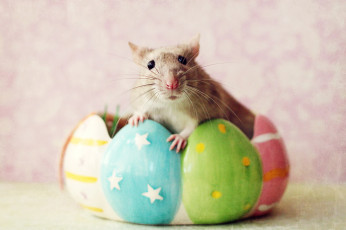 Картинка животные крысы мыши крыса усы