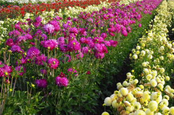 Картинка цветы георгины