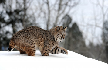 Картинка животные рыси кошка снег