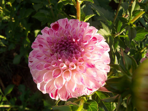 Обои картинки фото цветы, георгины