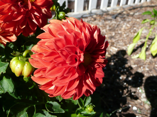 Обои картинки фото цветы, георгины