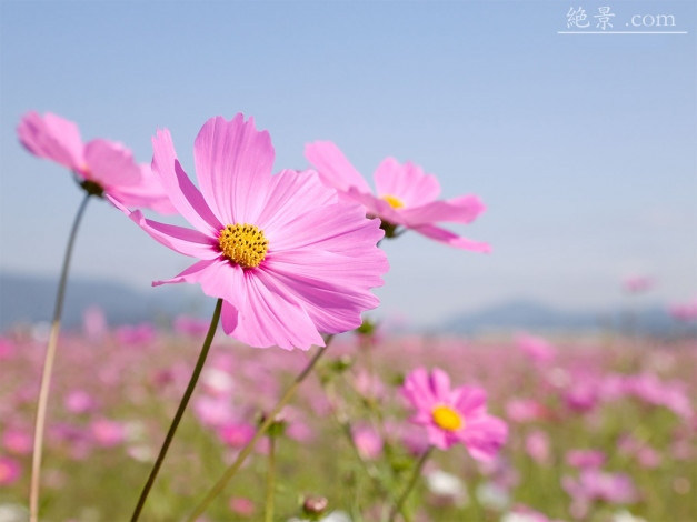 Обои картинки фото цветы, космея, лепестки