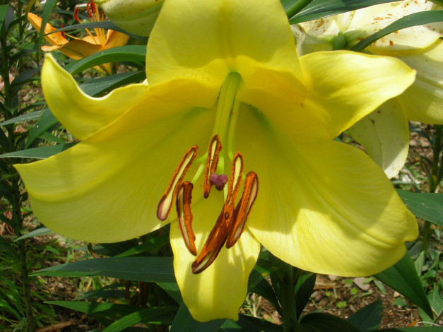 Обои картинки фото цветы, лилии, лилейники