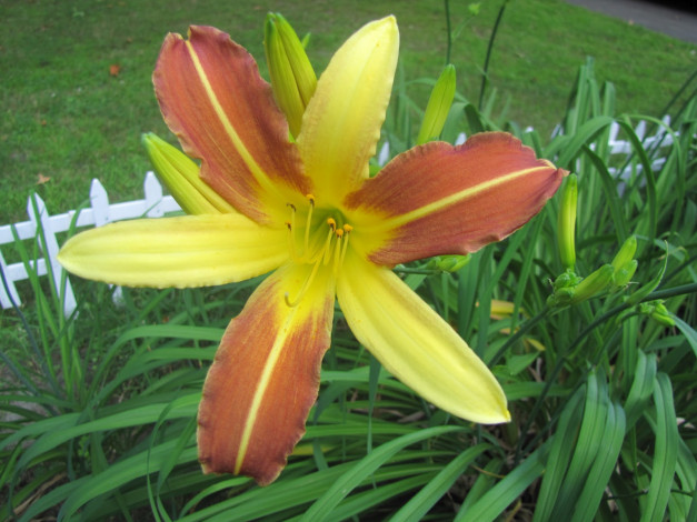 Обои картинки фото цветы, лилии, лилейники