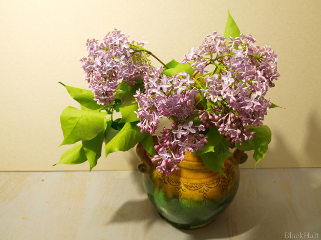 Обои картинки фото цветы, сирень