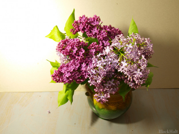 Обои картинки фото цветы, сирень