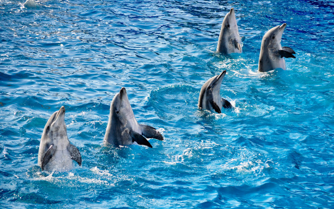 Обои картинки фото животные, дельфины