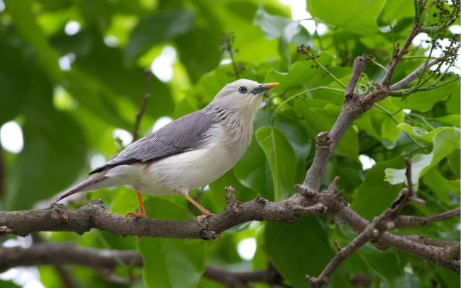 Обои картинки фото животные, птицы, ветка, серая, птица, дерево, листья