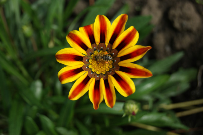 Обои картинки фото цветы, газания, цветок, зеленый, фон