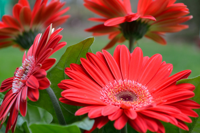 Обои картинки фото цветы, герберы, красный