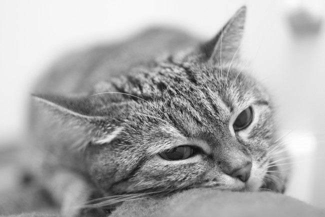 Обои картинки фото животные, коты, котэ