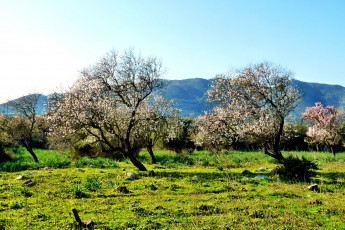 Картинка природа деревья трава цветущие горы сад равнина