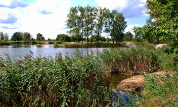 Картинка природа реки озера камыш заросли трава река островок деревья