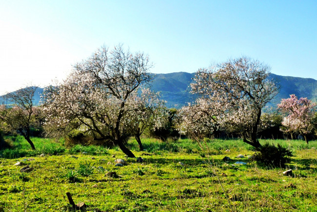 Обои картинки фото природа, деревья, трава, цветущие, горы, сад, равнина