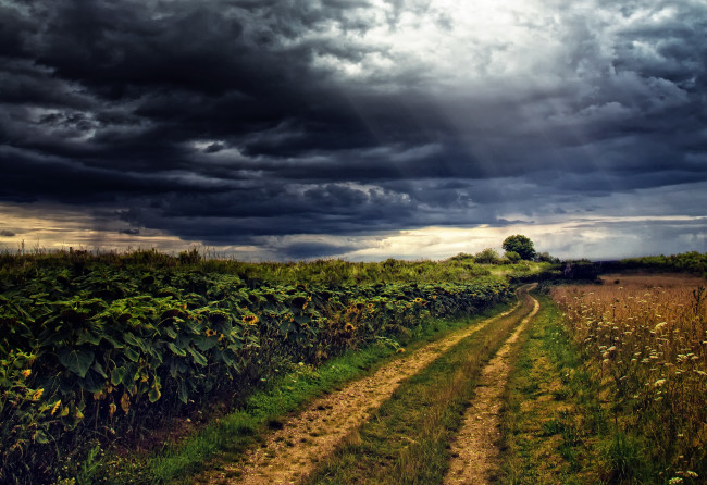 Обои картинки фото природа, дороги, поле, трава, подсолнухи, дорога, тучи, сумрак