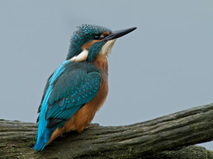 Картинка животные зимородки зимородок клюв птица