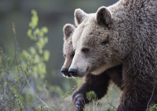 Картинка животные медведи лес трава природа