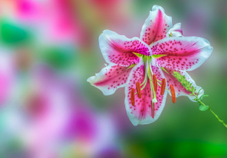 Картинка цветы лилии +лилейники petals bloom lily лепестки цветение