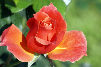 Картинка цветы розы розовая роза