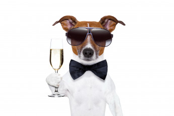 Картинка юмор+и+приколы новый год dog champagne new year happy шампанское собака очки бокал