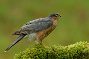 Картинка животные птицы+-+хищники птица мох зелёный фон хищник